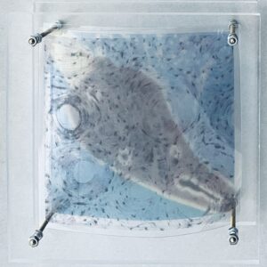 Ro-Nalt Schrauwen - Lichaamseigen II